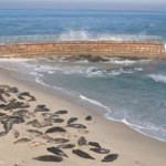 Seals at La Jolla’s Children’s Pool