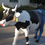 Don’t Wait – the Cows Are Mooving On